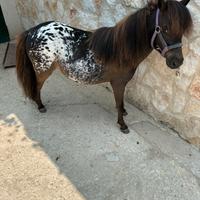 Pony Falabella