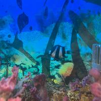 Dascyllus pesce marino