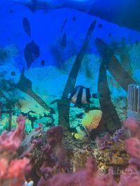 Dascyllus pesce marino