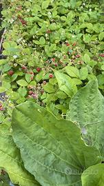 Noccioleto Biologico 