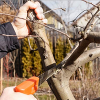 Putatore piante da frutto e olive