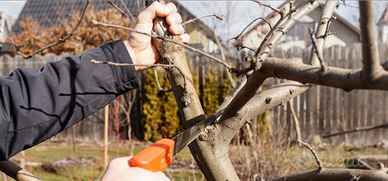 Putatore piante da frutto e olive