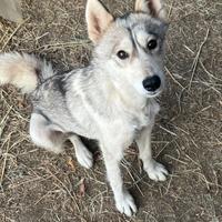 Luna, husky femmina in ADOZIONE