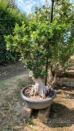ficus ginseng bonsai