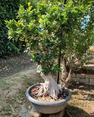 ficus ginseng bonsai