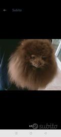 Spitz Pomerania linea Ucraina