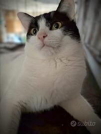 Achille gatto 8 mesi