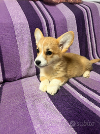 Cuccioli di Welsh Corgi Pembroke