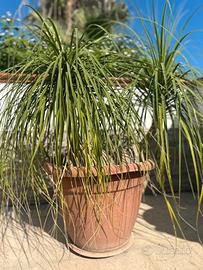 Beaucarnea Recurvata adulta