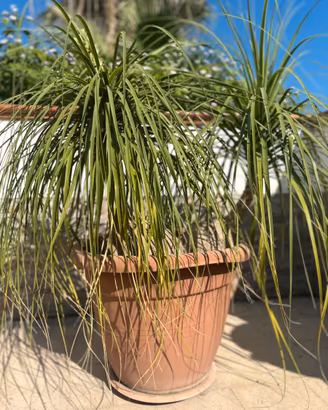 Beaucarnea Recurvata adulta