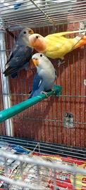 Inseparabili