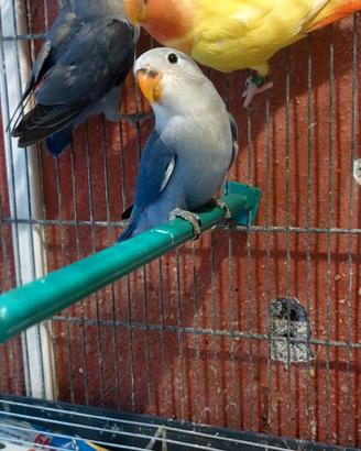 Inseparabili
