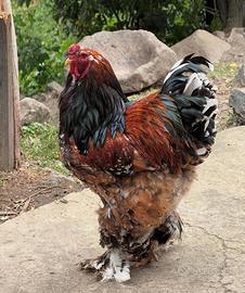 Galline