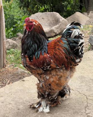 Galline