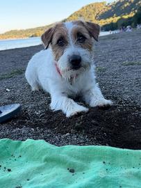Jack russel