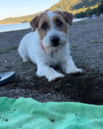 Jack russel