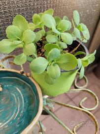 Pianta  Sedum spectabile rosa