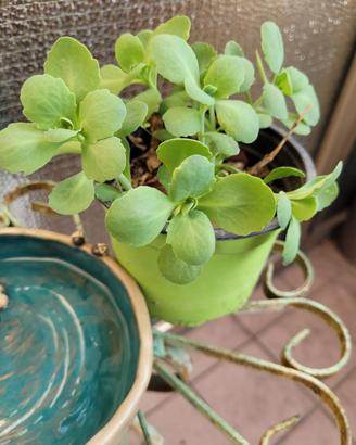 Pianta  Sedum spectabile rosa