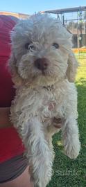 Lagotto romagnolo