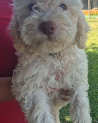 Lagotto romagnolo