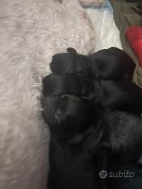 Cuccioli di lagotto cocker