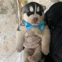 Siberian Husky