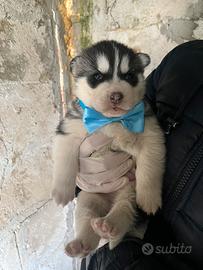 Siberian Husky