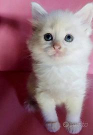Dolce gattina - femmina- simil Siberiano