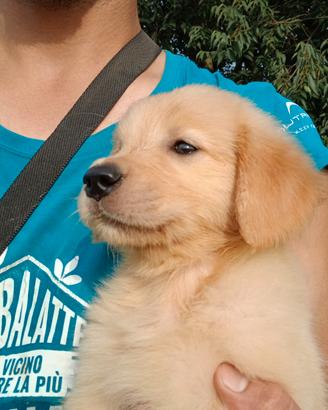 Ultimi cuccioli di Golden Retriever