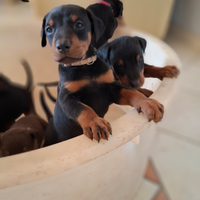 Doberman