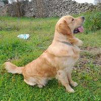 Golden Retriever accoppiamento 2 anni