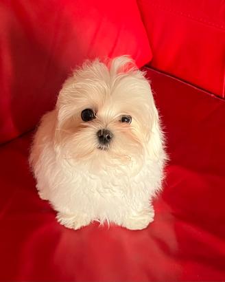 Cucciolo di maltese con pedigree ENCI