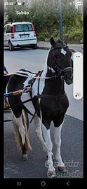 Pony