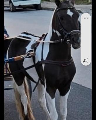 Pony
