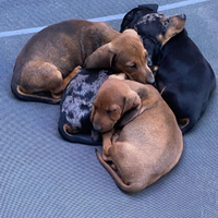 Cuccioli bassotto tedesco nano