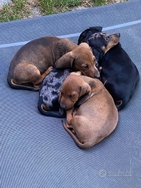 Cuccioli bassotto tedesco nano