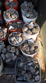 Ciottolo Verde Alpi 80-120mm