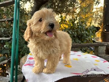 Cucciola Maltipoo femmina nano – 2 mesi