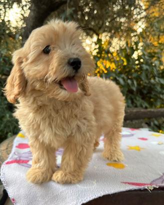 Cucciola Maltipoo femmina nano – 2 mesi
