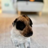 Cuccioli Pitbull/maremmano