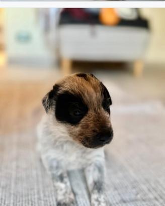 Cuccioli Pitbull/maremmano
