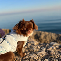 Chihuahua disponibile per monta