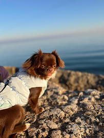 Chihuahua disponibile per monta