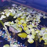 pianta galleggiante per acquario/laghetto 