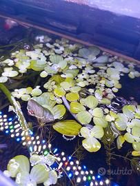 pianta galleggiante per acquario/laghetto 