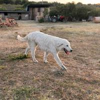 Pastore maremmano abruzzese
