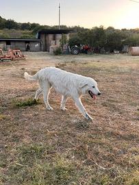 Pastore maremmano abruzzese