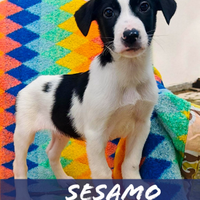 Sesamo: cucciolo dolce e giocherellone