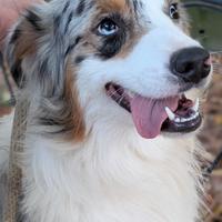 Maschio Pastore Australiano