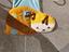 Immagine 4